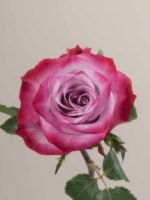 Deep Purple - Image 2