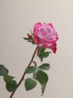 Deep Purple - Image 4