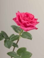 Full Monty - Image 4