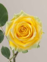 High & Exotic - Image 2