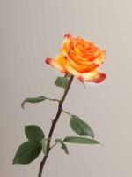 High & Exotic - Image 5