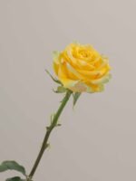 High & Exotic - Image 4