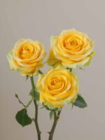 High & Exotic - Image 6