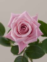 Hot Escimo - Image 2