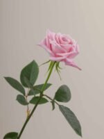 Hot Escimo - Image 4