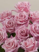 Hot Escimo - Image 3