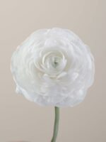 Elegance Bianco - Image 2