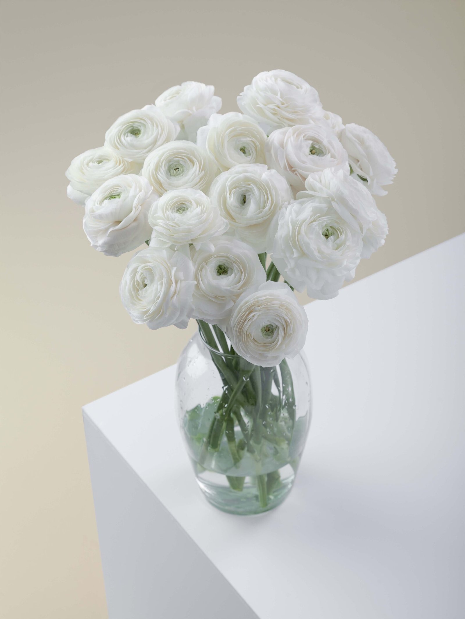 Ranunculus_Elegance_Bianco_Conceptual_View.jpg Elegance Bianco - Image 1