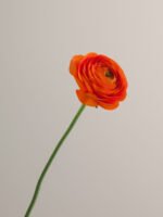 Elegance Clementine - Image 4