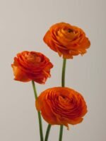 Elegance Clementine - Image 5