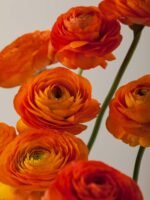 Elegance Clementine - Image 3