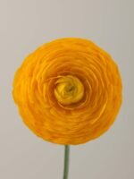 Elegance Giallo - Image 2