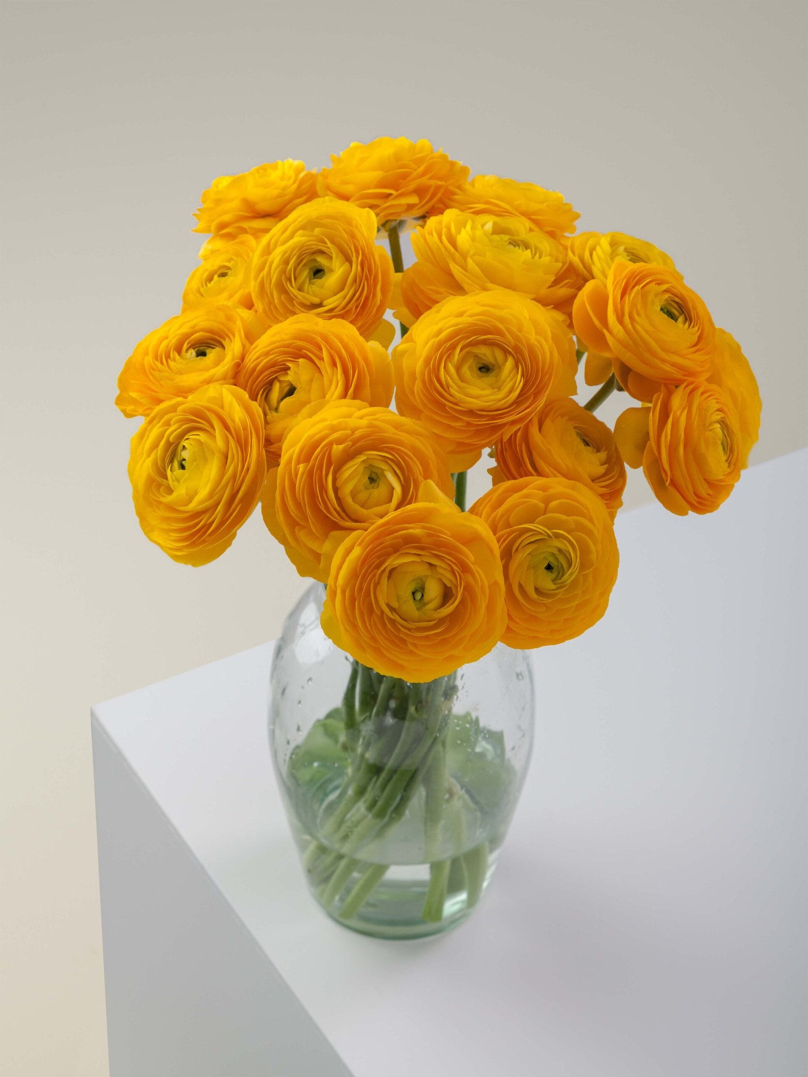 Ranunculus_Elegance_Giallo_Conceptual_View.jpg Elegance Giallo - Image 1