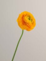 Elegance Giallo - Image 4