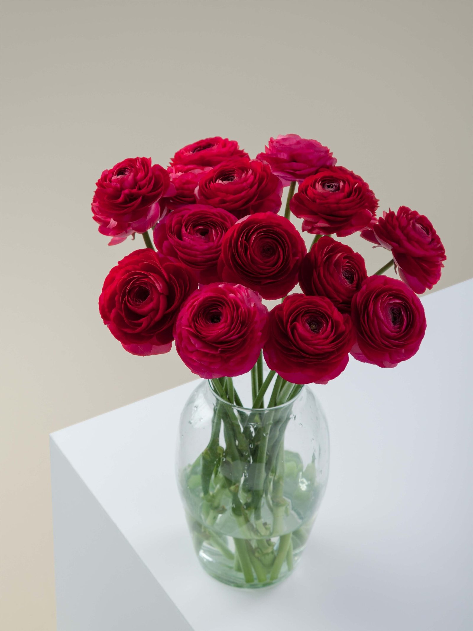 Ranunculus_Elegance_Hot_Pink_Conceptual_View.jpg Elegance Hot Pink - Image 1