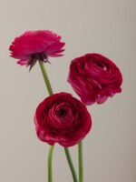 Elegance Hot Pink - Image 5