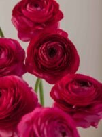 Elegance Hot Pink - Image 3