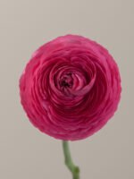 Elegance Rosa - Image 2