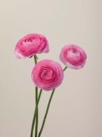 Elegance Rosa - Image 5