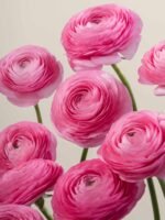 Elegance Rosa - Image 3