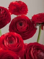 Elegance Rosso - Image 3