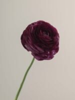 Elegance Viola - Image 4